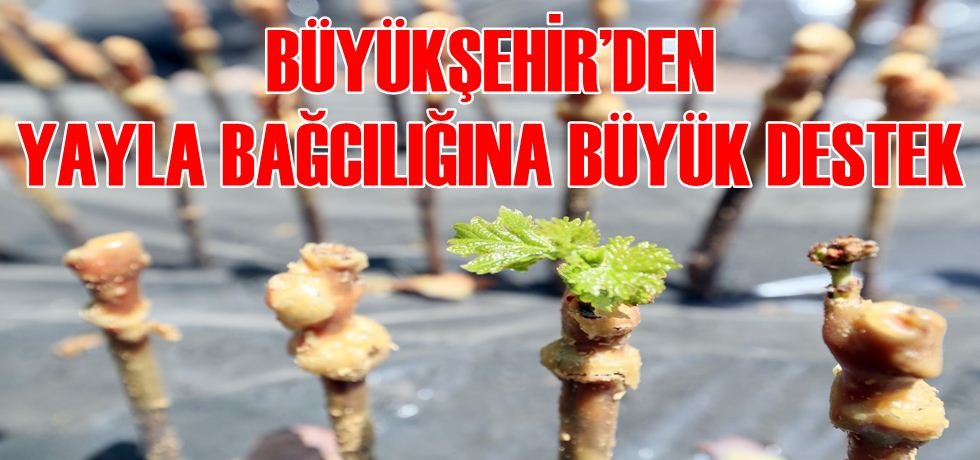 40 Bin Adet Aşılanmış Asma Fidanı Dağıtılacak