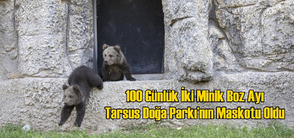 100 Günlük İki Minik Boz Ayı Tarsus Doğa Parkı’nın Maskotu Oldu