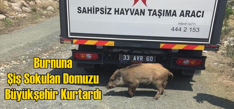 Burnuna Şiş Sokulan Domuzu Büyükşehir Kurtardı